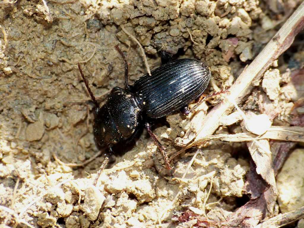 Ditomus clypeatus - Tolfa (RM)